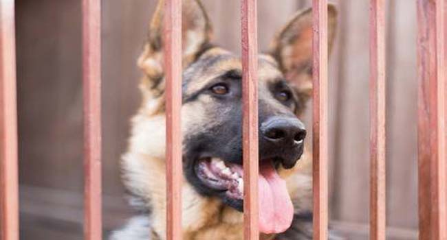 Photo of Rabid Dog Reportedly Bites Over 30 People in Hubballi