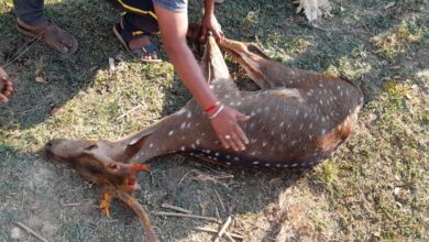 Photo of Deer Attacked By Dogs In Dharwad