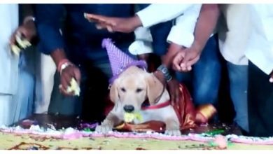 Photo of Pet Dog’s Birthday Hosts a Lavish Treat for 5000 people: