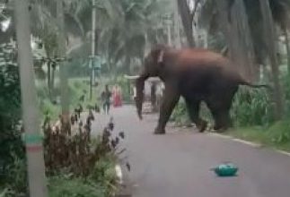 Photo of Class 9 Student Trampled To Death By Elephants In Assam