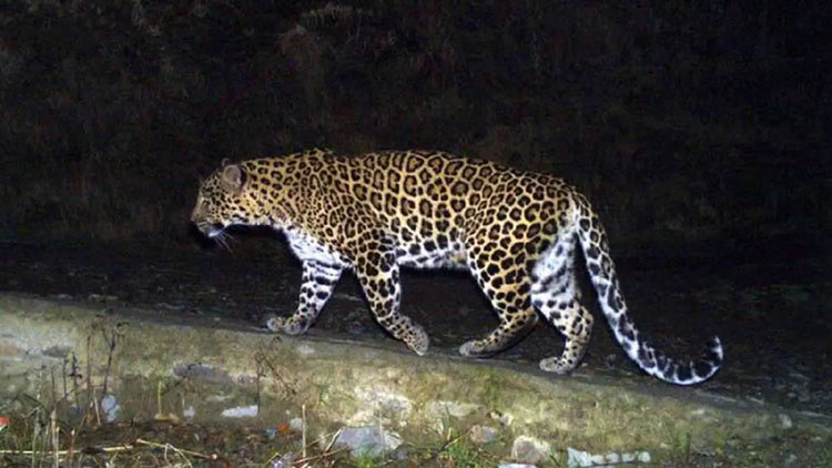 Leopard Spotted on Hubballi Outskirts, Forest Dept Issues Alert - Hubballi  Times